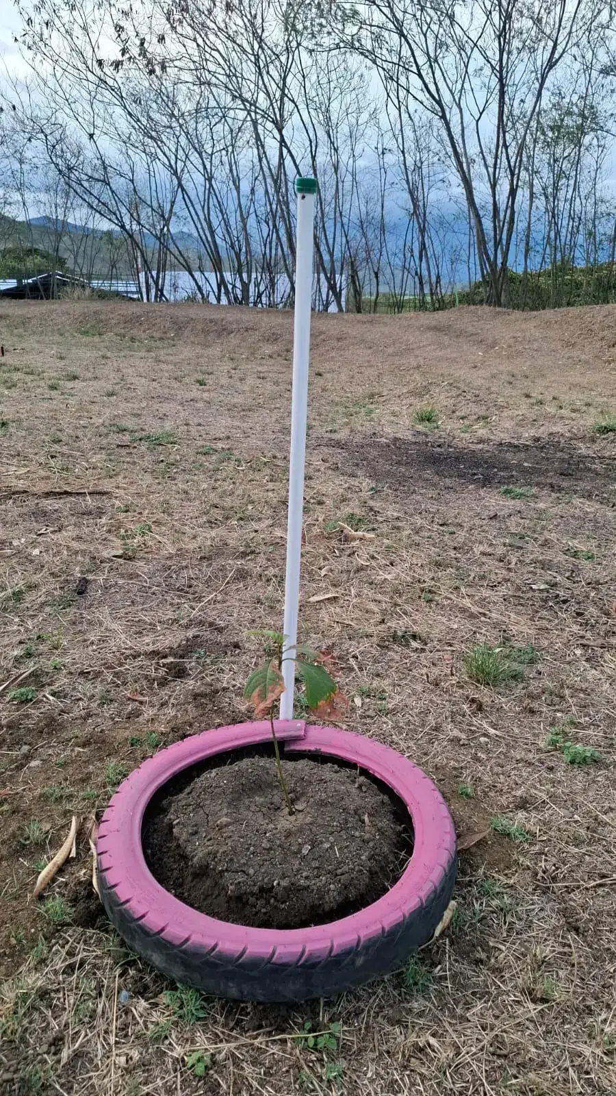Aguacate sembrado durante la Sembratón del Día de la Tierra 2026 en el Pump Track de Yumbo
