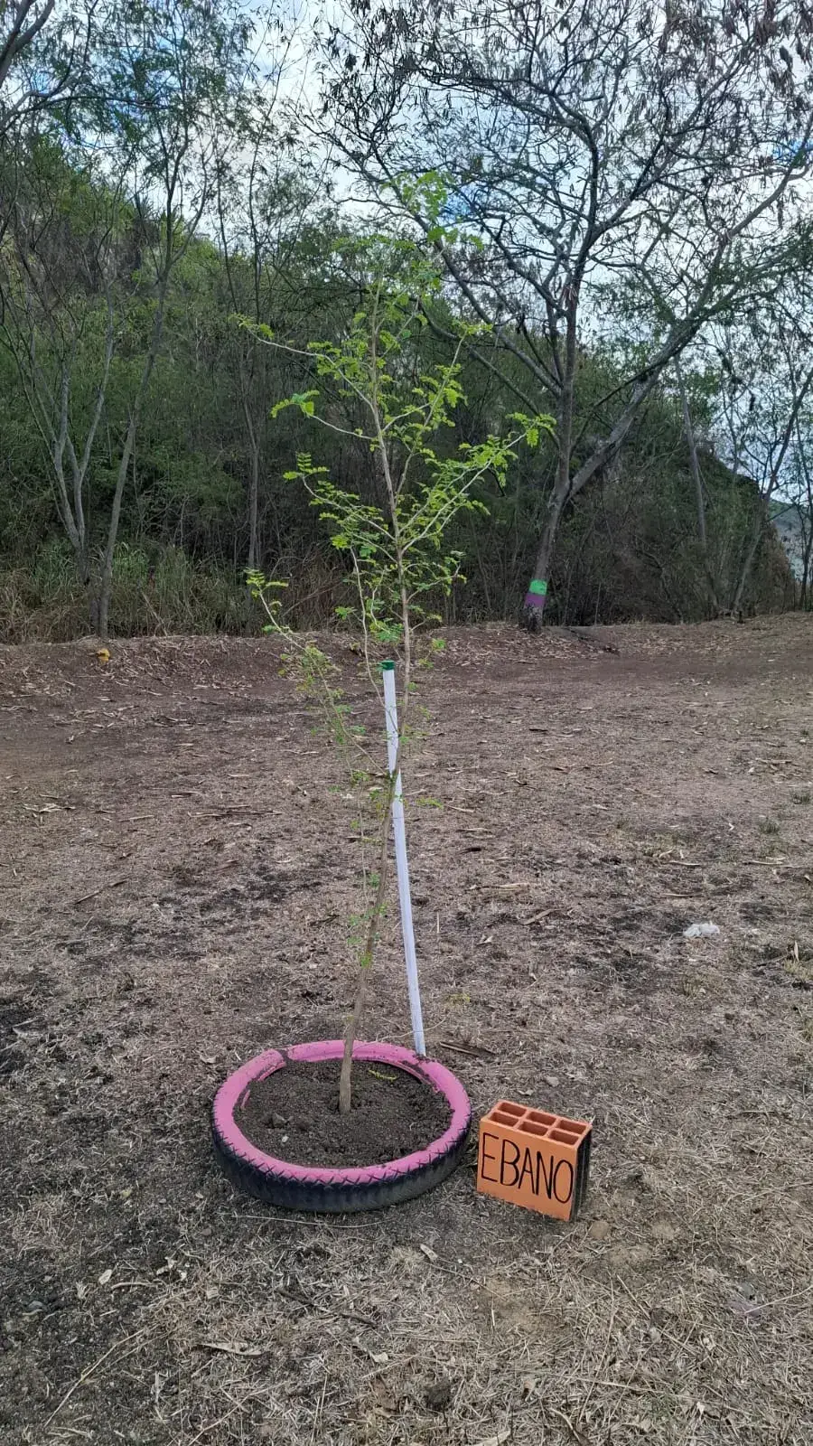 Ébano donado por Vivero Guacandá, sembrado durante la Sembratón del Día de la Tierra 2026