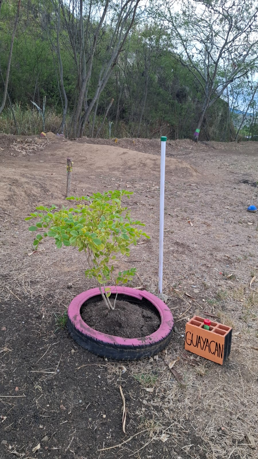 Guayacán Azul sembrado durante la Sembratón del Día de la Tierra 2026 en Yumbo