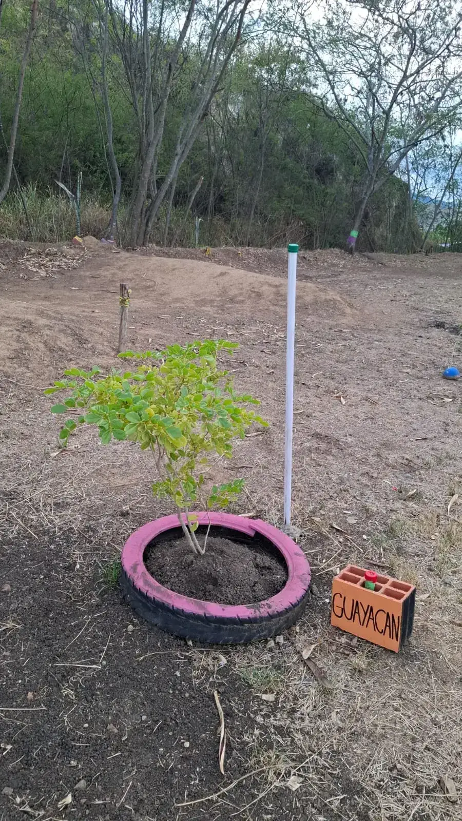Guayacán Azul sembrado durante la Sembratón del Día de la Tierra 2026 en Yumbo