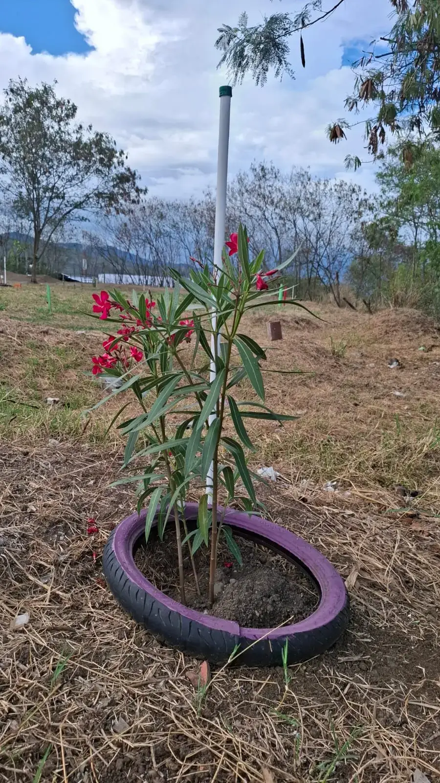 Árbol de Habano sembrado durante la Sembratón del Día de la Tierra 2026 en el Pump Track