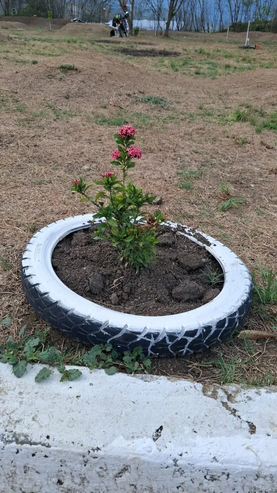 Ixora donada por Vivero Guacandá, sembrada durante la Sembratón del Día de la Tierra 2026