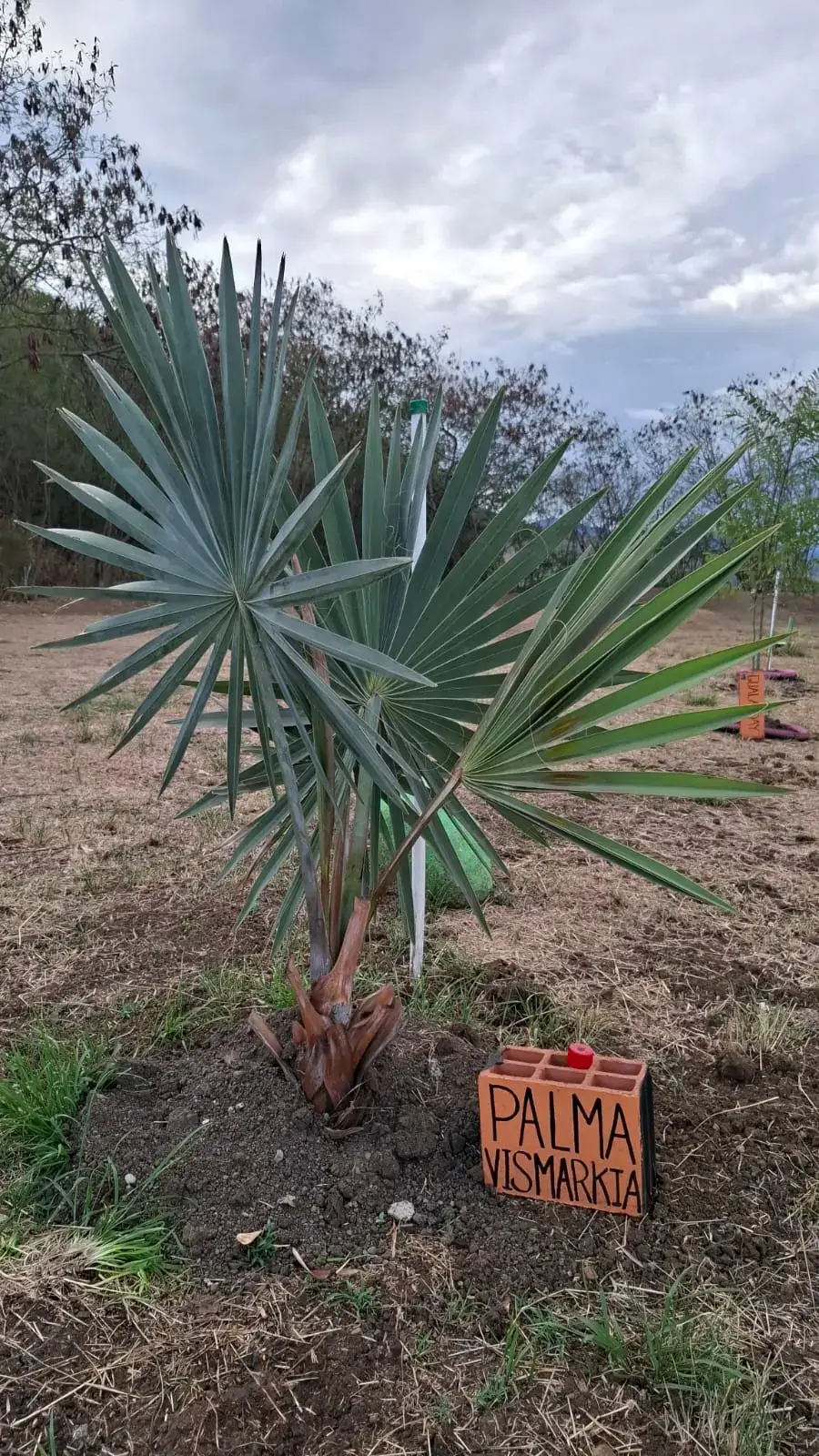 Palma Bismarckia azul donada por Vivero Guacandá, sembrada durante la Sembratón del Día de la Tierra 2026