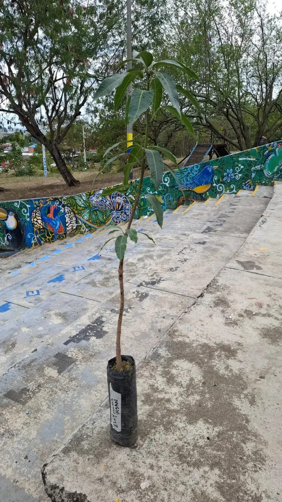 Mango Tommy donado por Elcy, mamá de Ihsan, sembrado durante la Sembratón del Día de la Tierra 2026