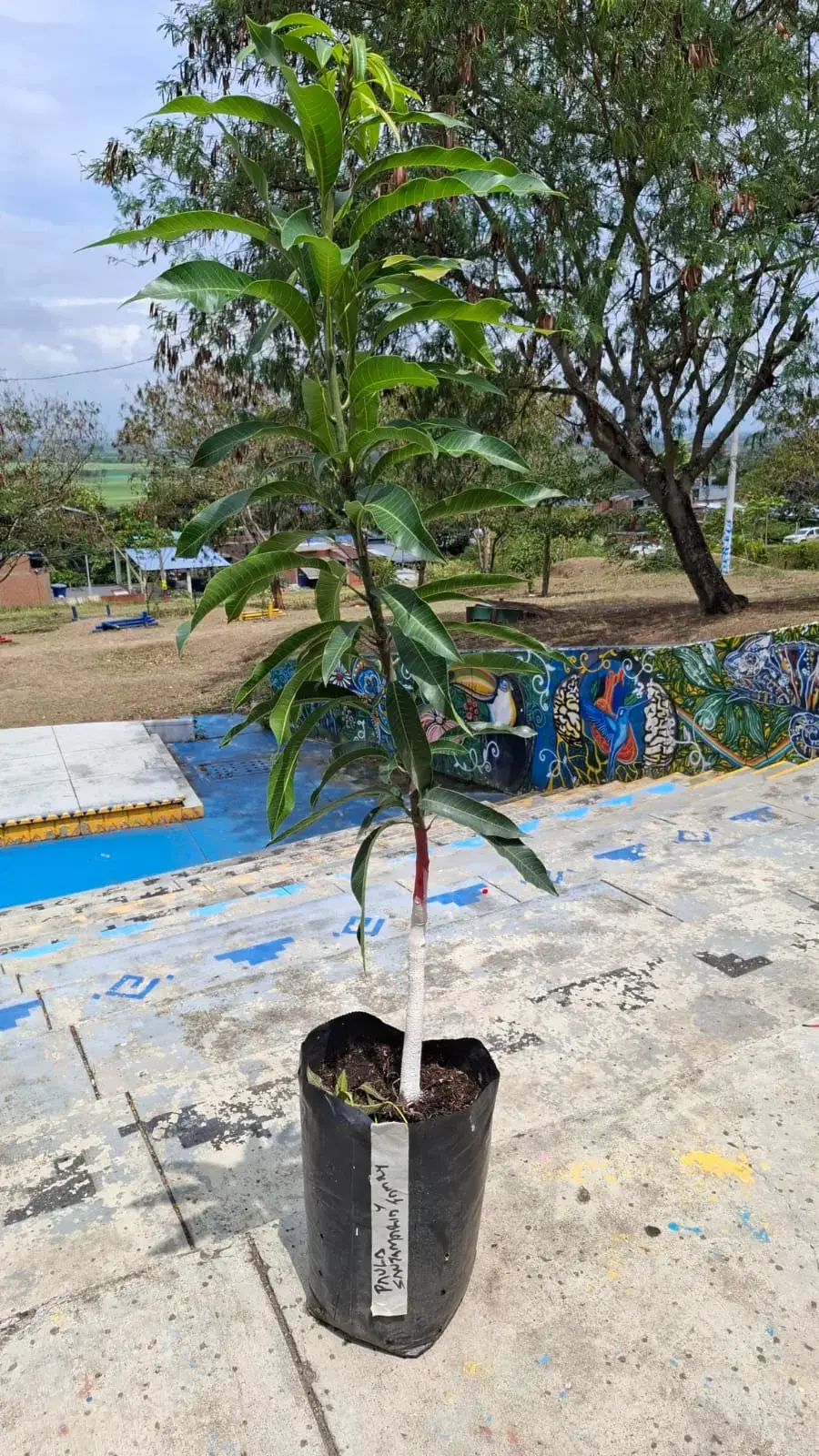 Mango Tommy donado por Paula Santamaría y familia, sembrado durante la Sembratón del Día de la Tierra 2026