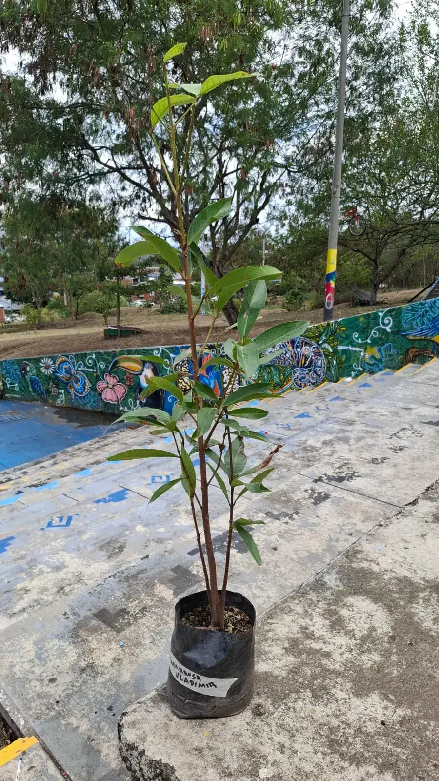 Pomarrosa donada por el Sr. Vladimir, sembrada durante la Sembratón del Día de la Tierra 2026