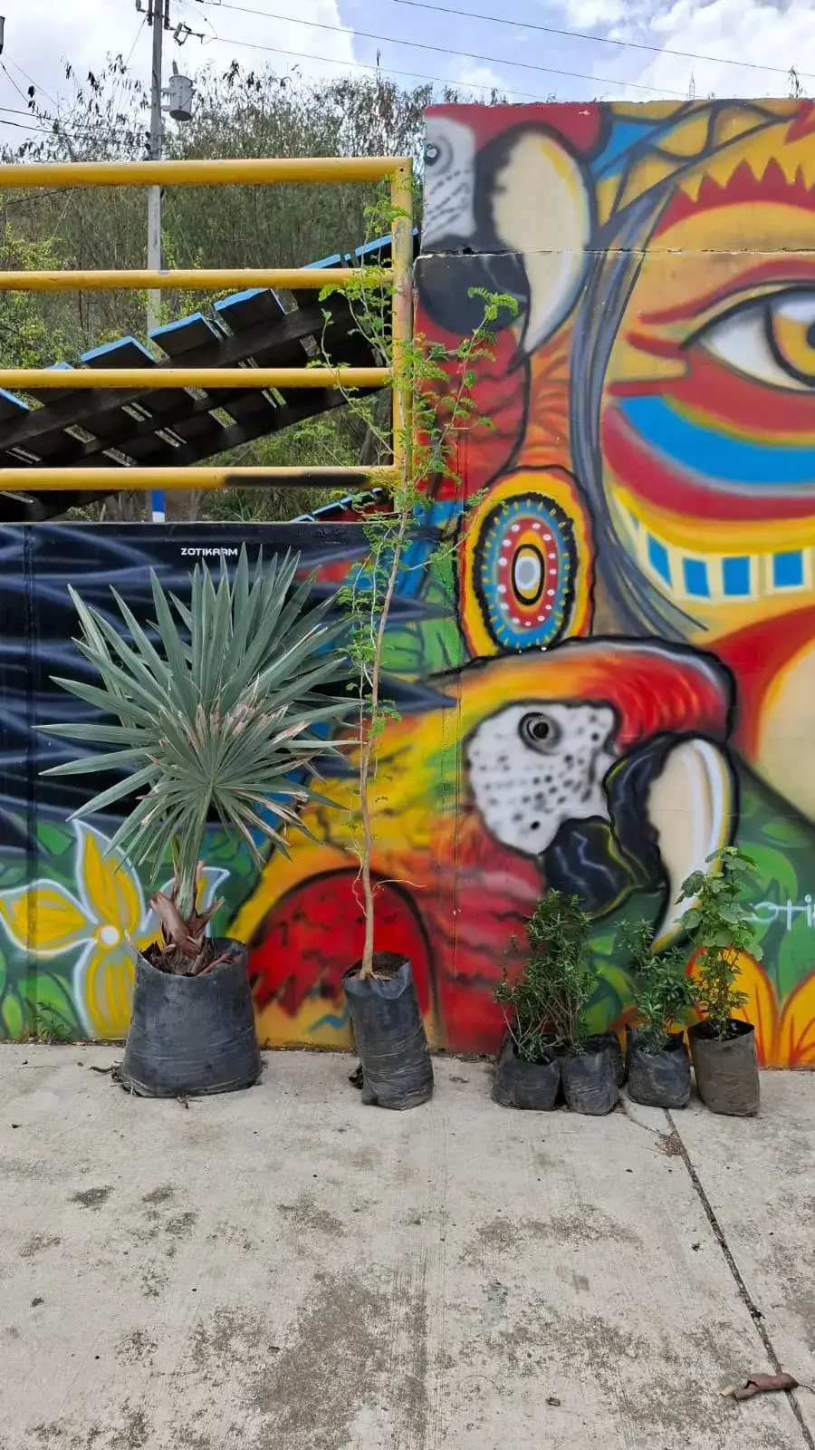 Millonaria donada por Vivero Guacandá, sembrada durante la Sembratón del Día de la Tierra 2026