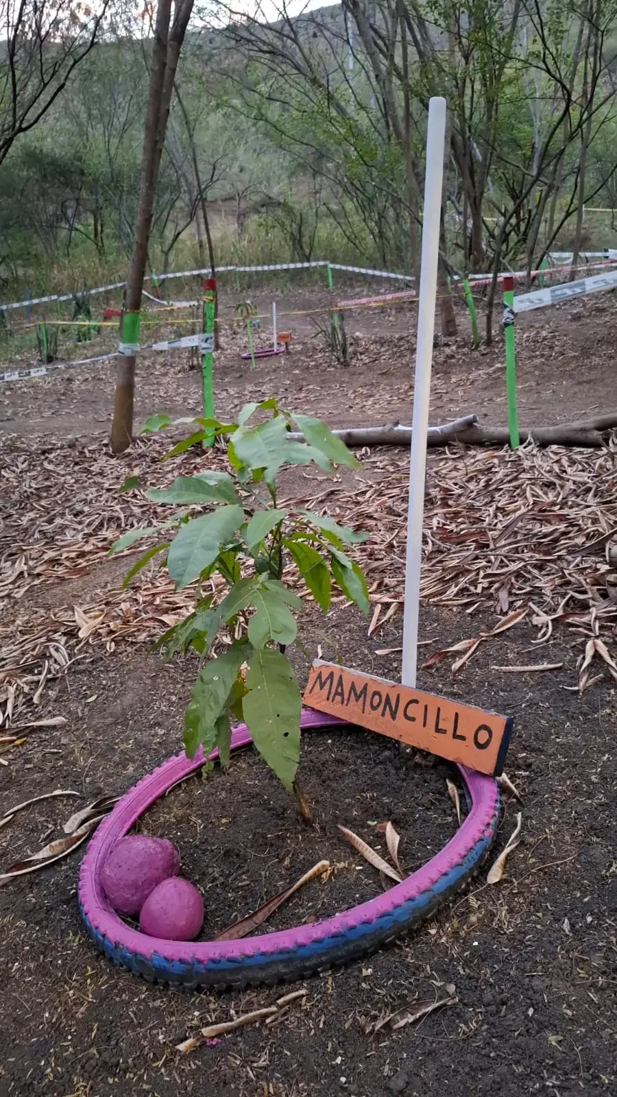 Árbol de Mamoncillo con follaje desarrollado en llanta rosada y azul, con letrero de madera naranja y bolas decorativas