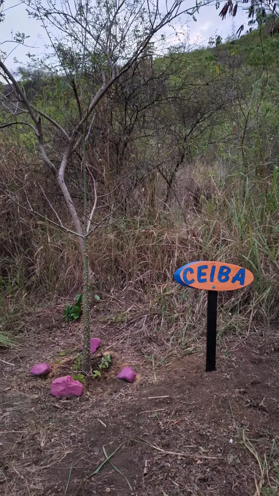 Ceiba sembrada en la jornada de mayo 2026, Pista Carlos Castro, Yumbo