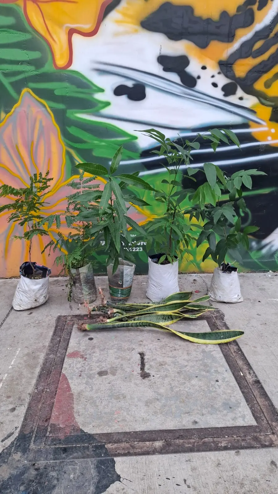 Plantón de Acacia donado por la Sra. Olga Hernández al Club Trocha y Ruta, con follaje plumoso característico