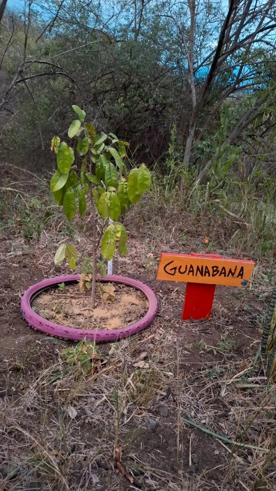 Segunda guanábana sembrada en la jornada de mayo 2026, Pista Carlos Castro, Yumbo