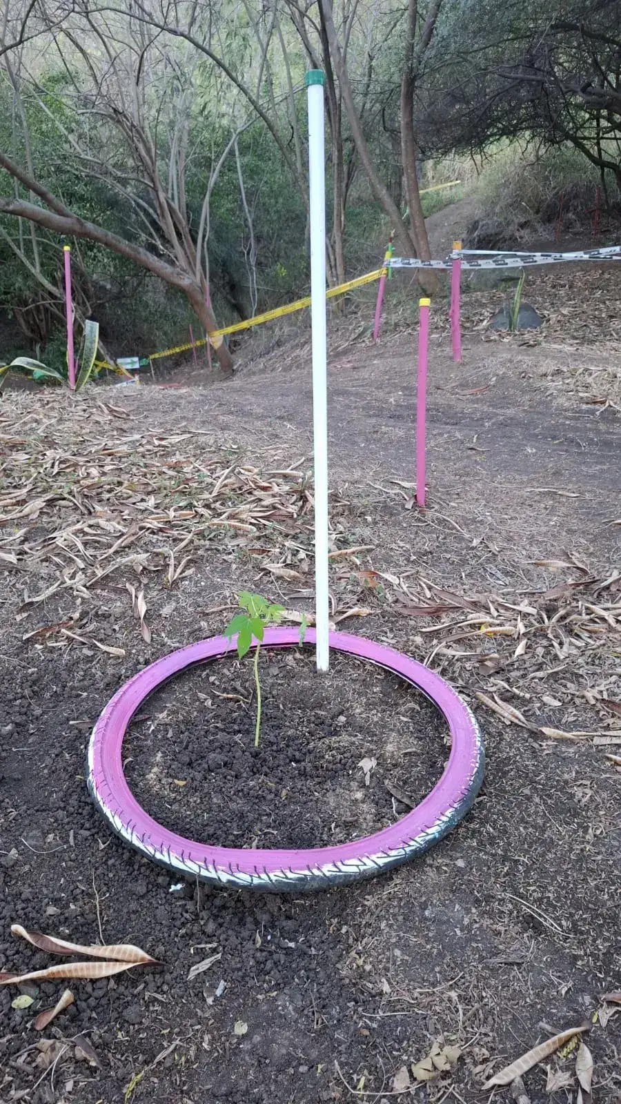 Papaya sembrada en la jornada de mayo 2026, Pista Carlos Castro, Yumbo